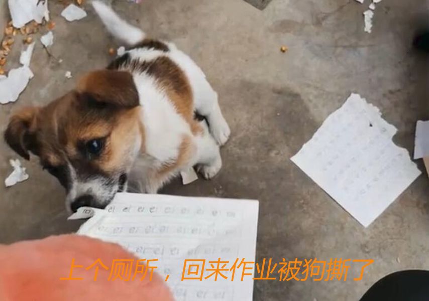 狗撕了暑假作业小孩哭的图片